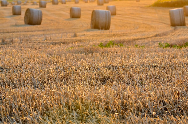 Farm-to-Table Dining